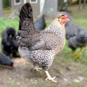 A photograph of the chicken, 