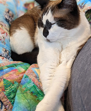 Milo, the siamese x snowshoe cat looking fancy with his two front legs crossed, eyes mostly closed looking happy and content. He's laying on a colourful quilt.