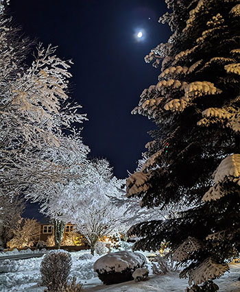 A magical view of snow on trees, bushes and the ground at nighttime with the moon in the distance.